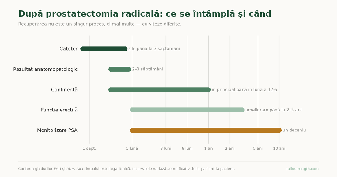 Cadrul temporal al recuperării după prostatectomia radicală — cateter, rezultat anatomopatologic, continență, funcție erectilă și monitorizarea PSA.